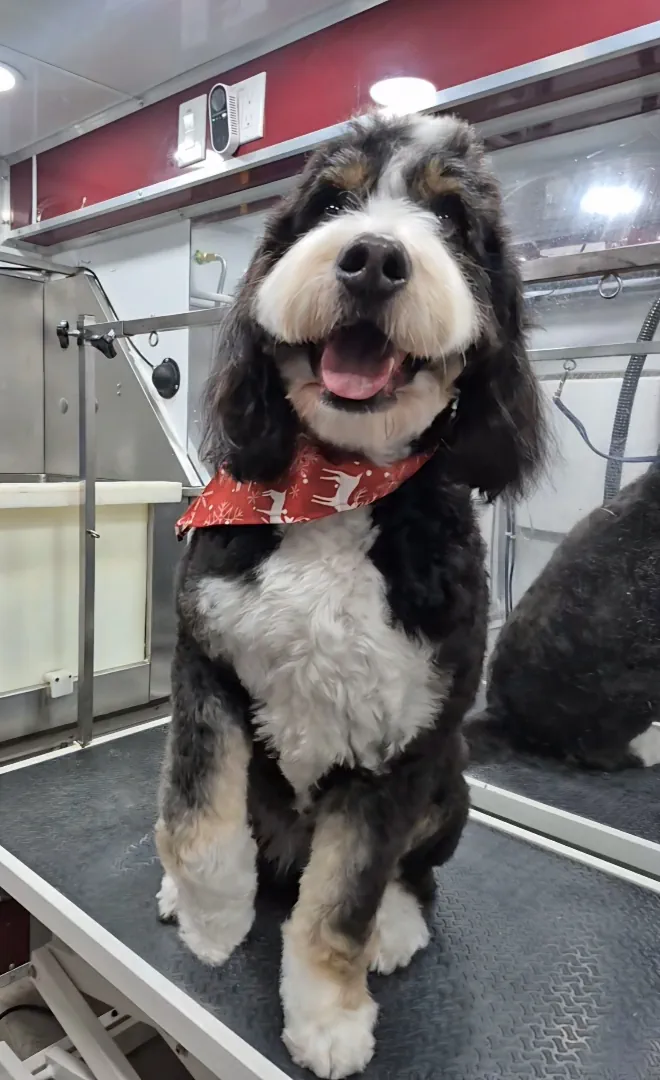 Mobile dog groomer performing haircut service in Westminster