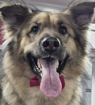 The Ultimate Grooming guide for Huskies and double coat breeds