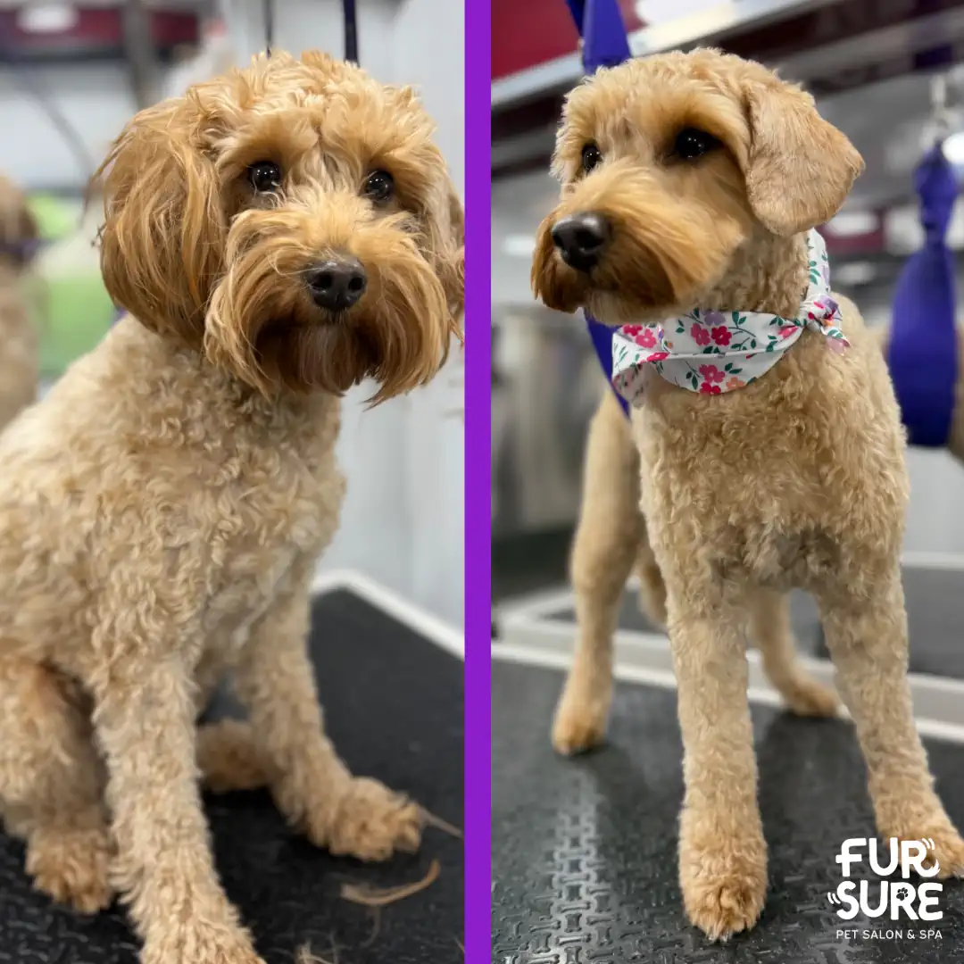 Doodle before and after a Fur Sure haircut