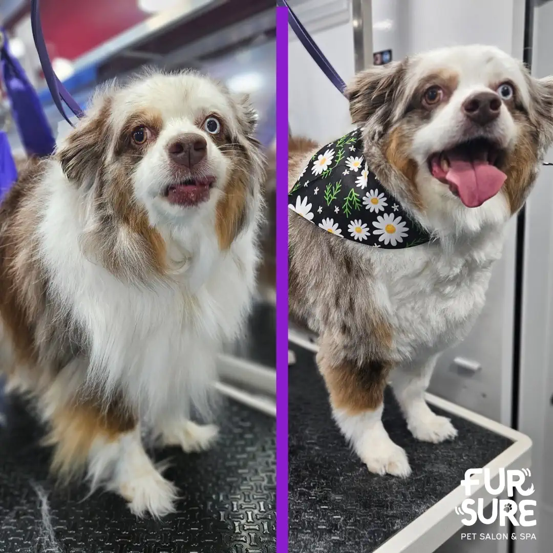 Fur Sure client before and after mobile grooming