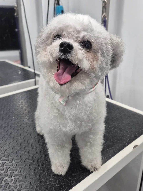 Bolognese dog wearing a bandana after mobile full bath service