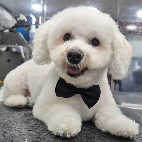 Bichon Frise after a mobile dog grooming haircut in Westminster, CO by a professional pet groomer 