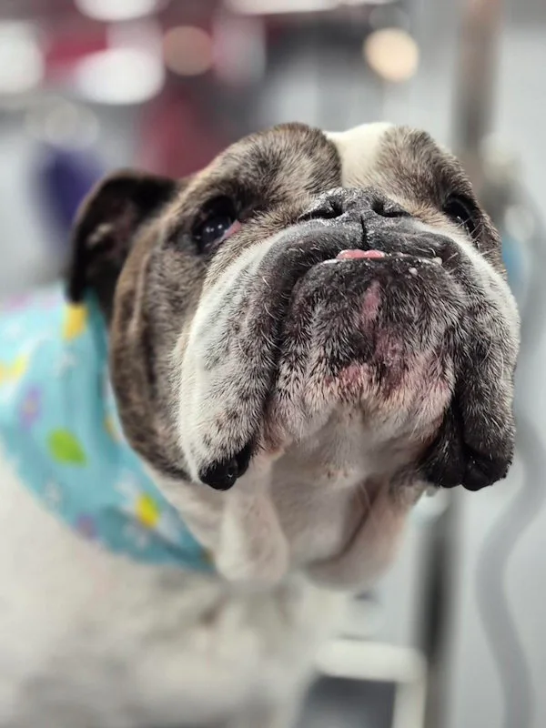 Calm At-home grooming session for a senior dog with skin allergies by professional pet groomer