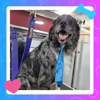Mobile dog grooming services performed at a client's home in Northglenn, CO