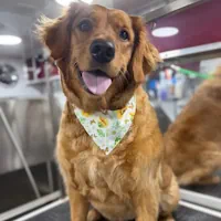 Golden Retriever during a warm bath