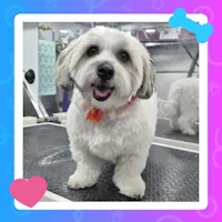 Mobile Dog Grooming haircut and nail trim services in Denver Metro