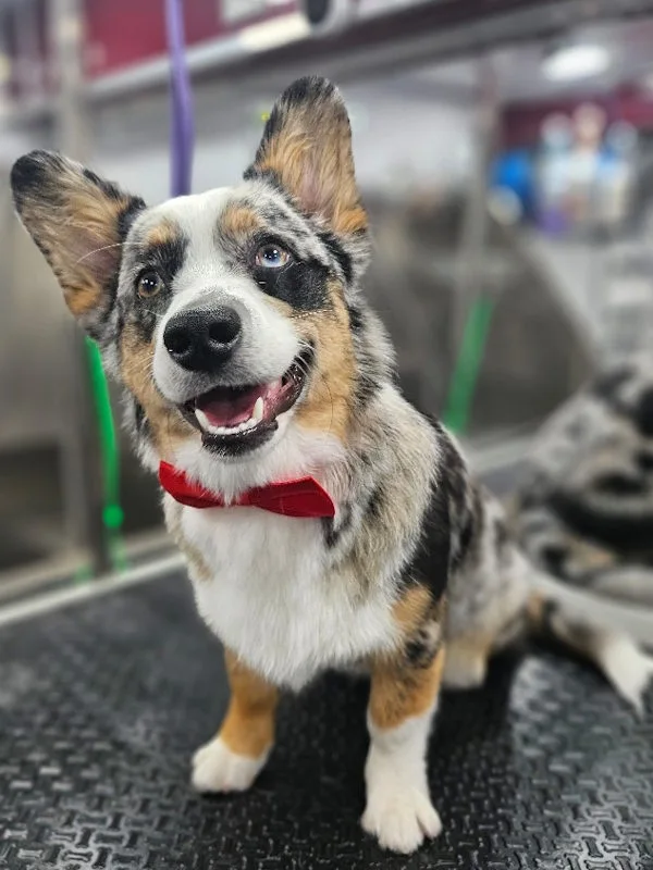 Full service mobile dog grooming for a Corgi
