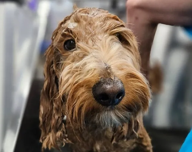 Dog grooming insights for dog wash & mobile grooming