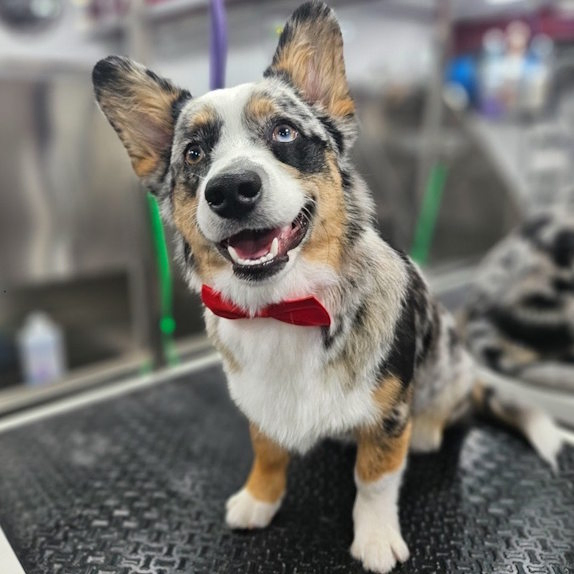 Breed-specific dog haircut and grooming performed at home