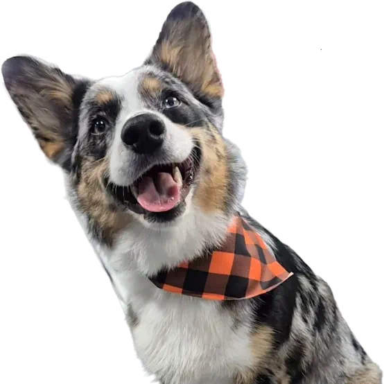 Happy dog after cage-free mobile grooming in Denver Metro driveway