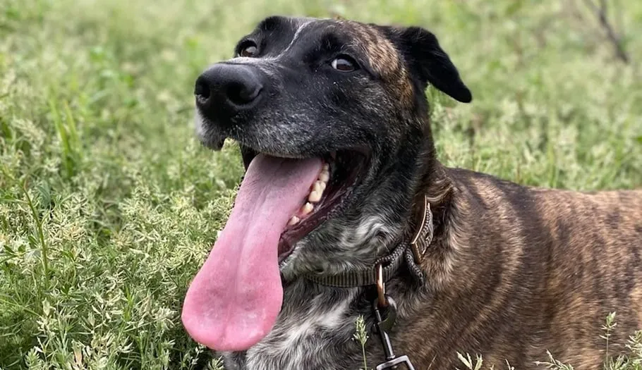 Mila, the rescue dog who inspired Fur Sure Grooming