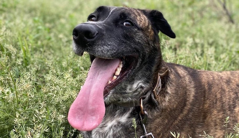 The Fur Sure Grooming Dog that inspired our mobile pet service