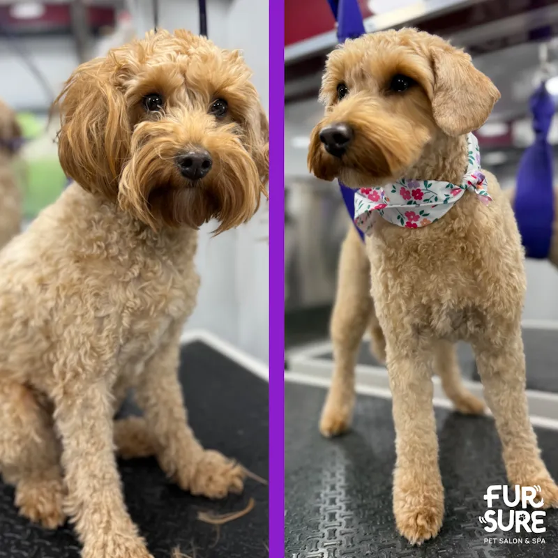 Goldendoodle with teddy-bear haircut from Fur Sure Grooming mobile van in Denver Metro