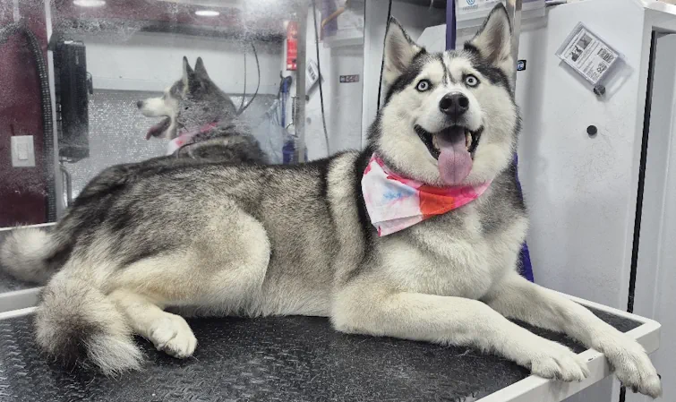deshed treatments offered by Fur sure grooming mobile dog bath service
