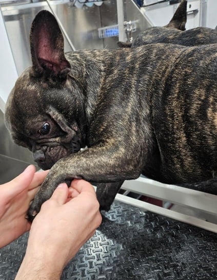 Dog after Nail Trim treatment
