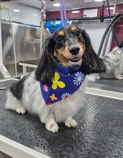 Pup after mobile Fur Sure Grooming salon spa treatment