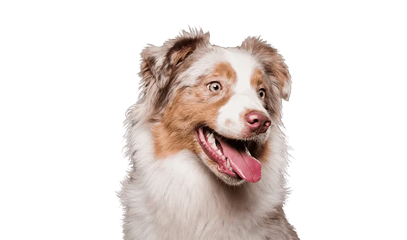 Happy, well-groomed dog from Fur Sure Grooming