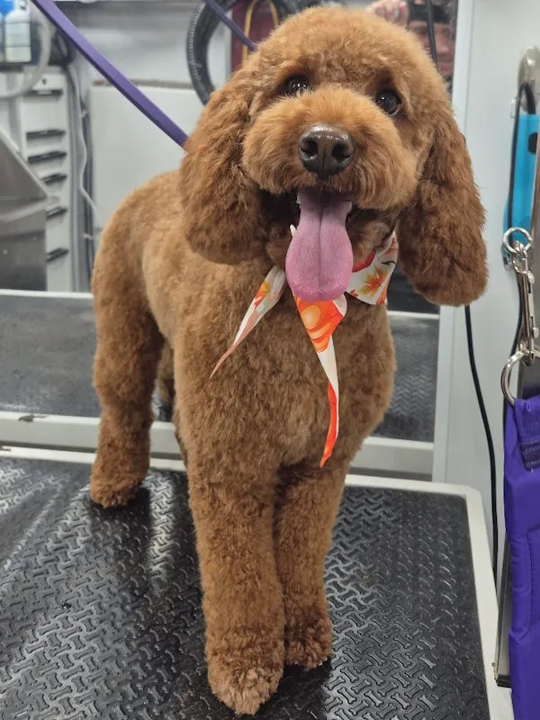 Mobile grooming haircut for a poodle and goldendoodle