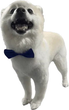 White Dog after Fur Sure Dog Grooming in Federal Heights, CO