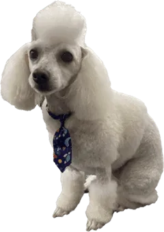 Poodle after Fur Sure mobile grooming haircut service in Longmont, CO