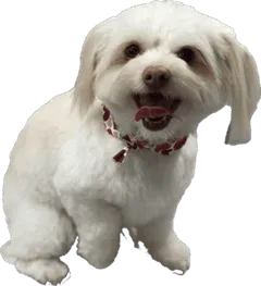 Fur Sure Dog Grooming in Thornton, CO