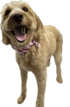 Happy labradoodle wearing a bandana after mobile full bath service in Northglenn, Colorado