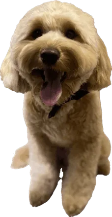 Happy golden doodle wearing a bandana after mobile grooming session in Erie, CO