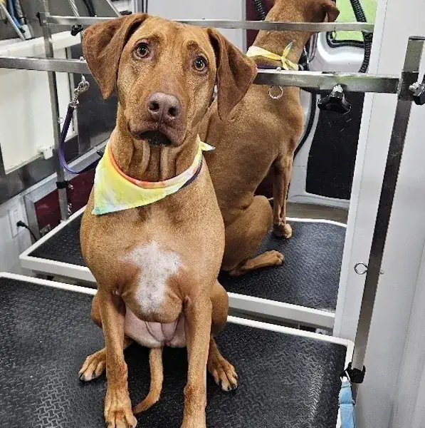 Ridgeback shorthair dog after a mobile shedding treatment by Fur Sure Dog Groomer in Arvada, CO