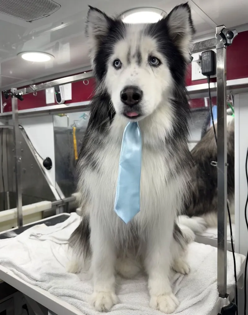 Bath and deshed service in Denver at the Fur Sure Grooming Van