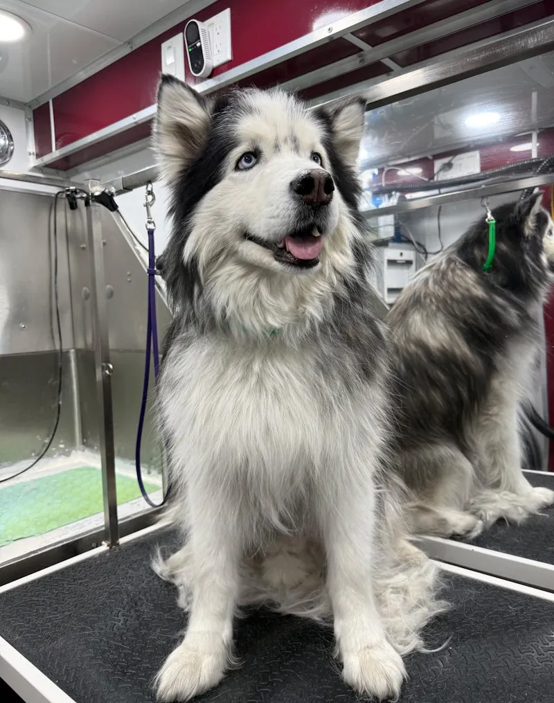 Siberian Husky before a Fur-nado De-Shed treatment, showing heavy undercoat and visible shedding