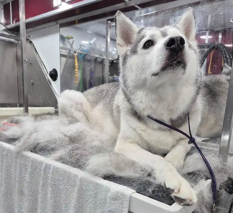 Husky receiving a deshedding treatment to remove loose undercoat during a seasonal coat change