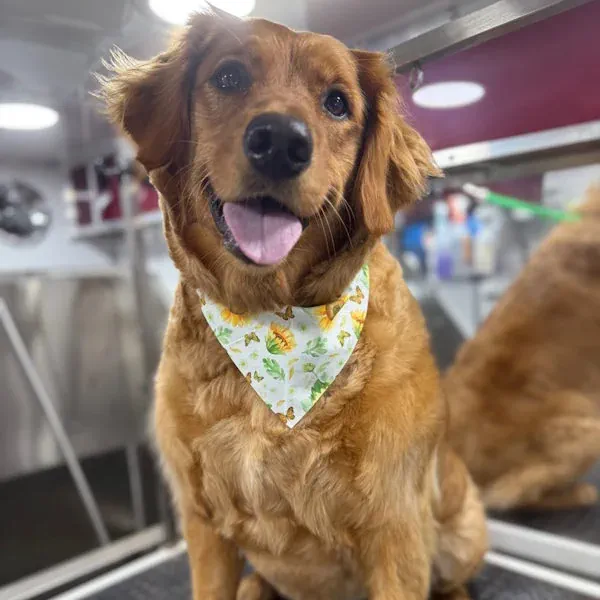 Golden Retriever after mobile dog grooming and coat care in Denver Metro