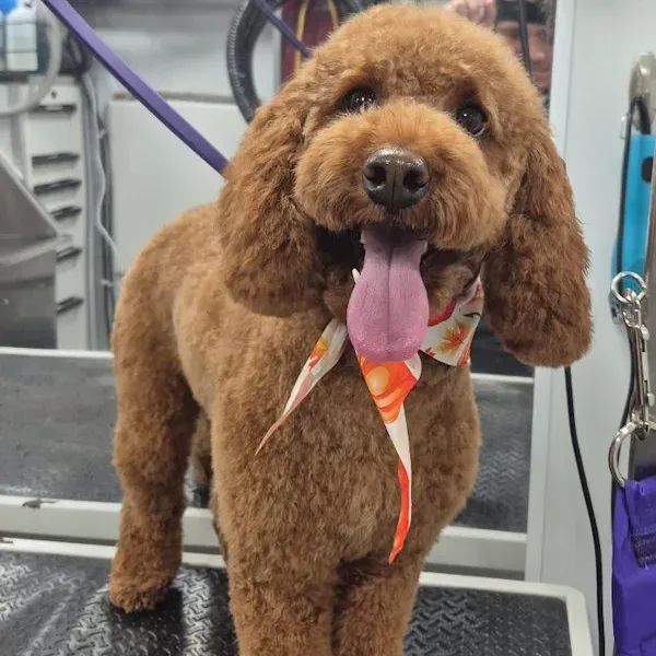 Goldendoodle after a mobile dog grooming haircut by a professional pet groomer in Thornton