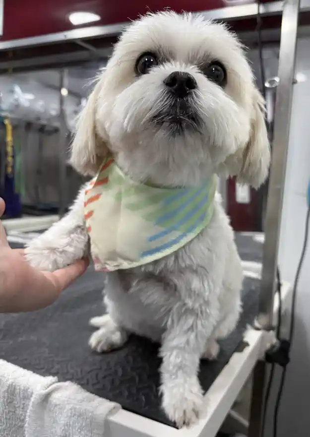 Maltese after a full-body haircut