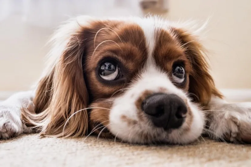 Mobile Dog grooming reduce stress