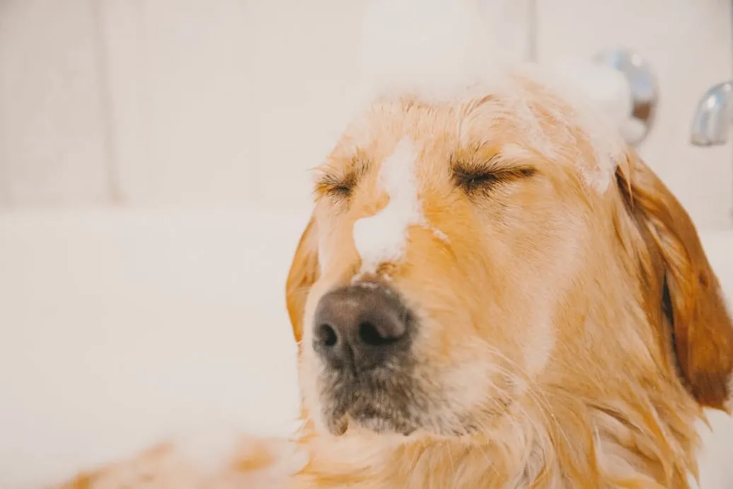 Dog wash for dogs with sensitive skin
