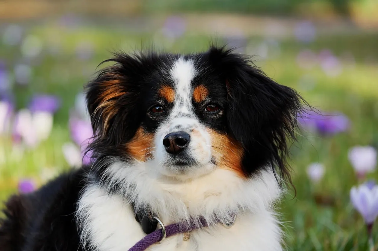 Coat health in dog grooming