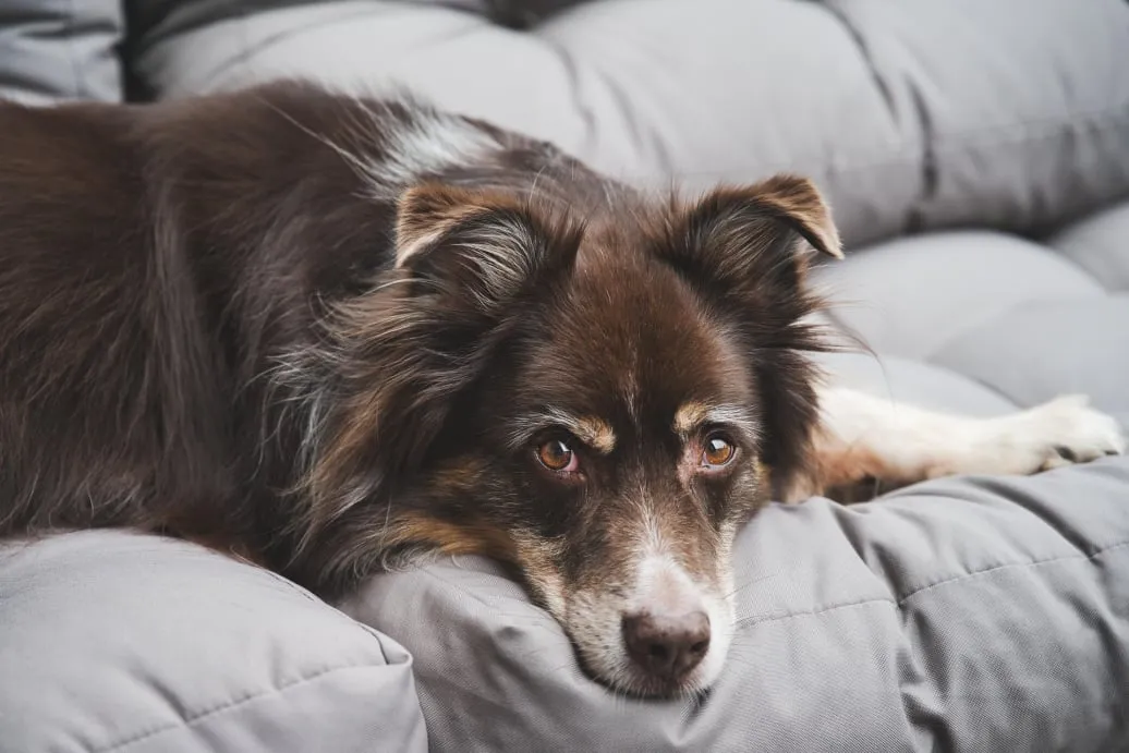dog grooming at home