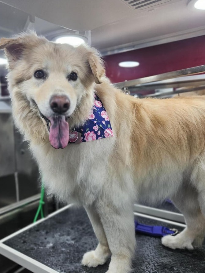 Happy dog after bath and Sanitary trim package in the Fur Sure  Grooming Van