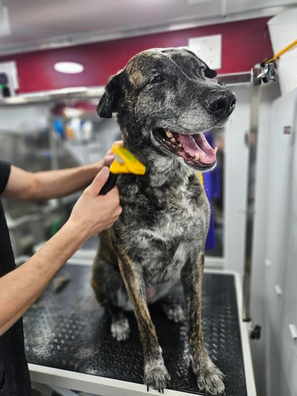 Short Hair dog after mobile shedding treatment by Fur Sure Dog Groomer