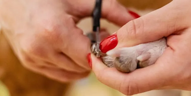 Professional dog groomer trimming a terrier's nails in a mobile dog grooming van in Denver