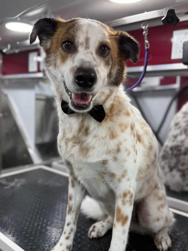 Calm At-home grooming session for a senior dog by professional pet groomer