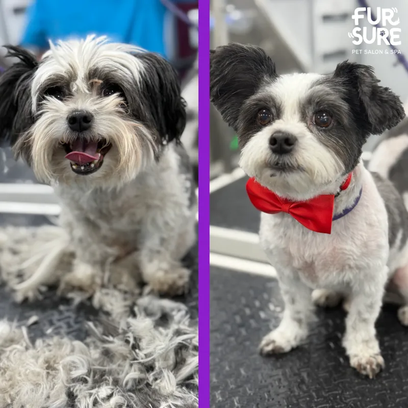 Shih Tzu after mobile grooming and breed-standard haircut appointment