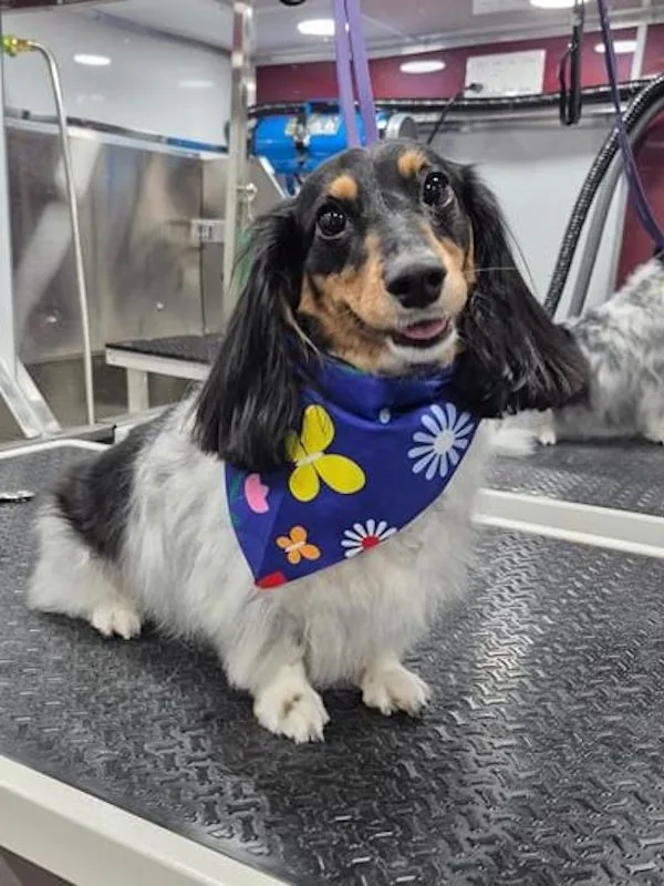 Mobile grooming haircut and full service grooming for a small dog