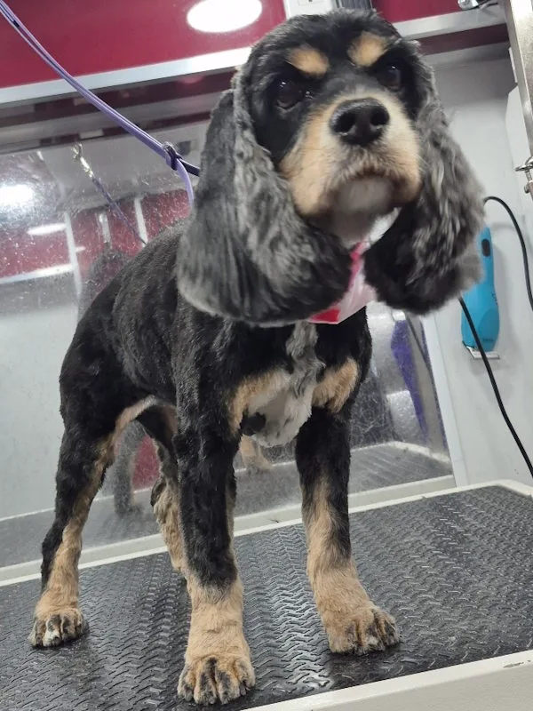 Spaniel dog groomed by a professional pet groomer in North Denver Metro area