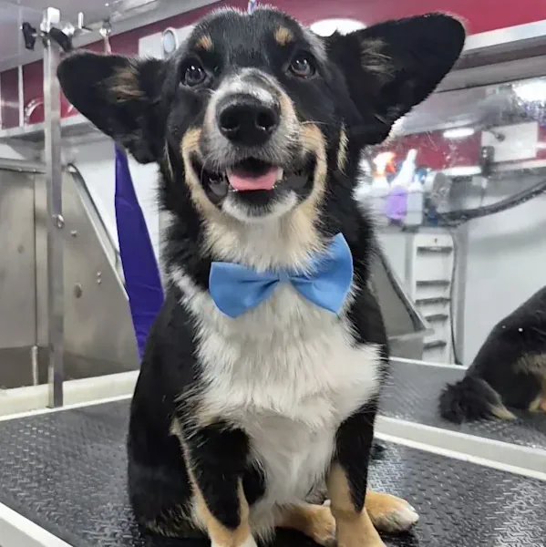 Corgi mix after a cage-free mobile grooming appointment in Denver, CO